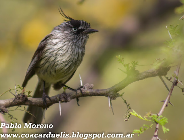 alt="cachudito pico negro,Anairetes parulus,torito,aves de Mendoza"