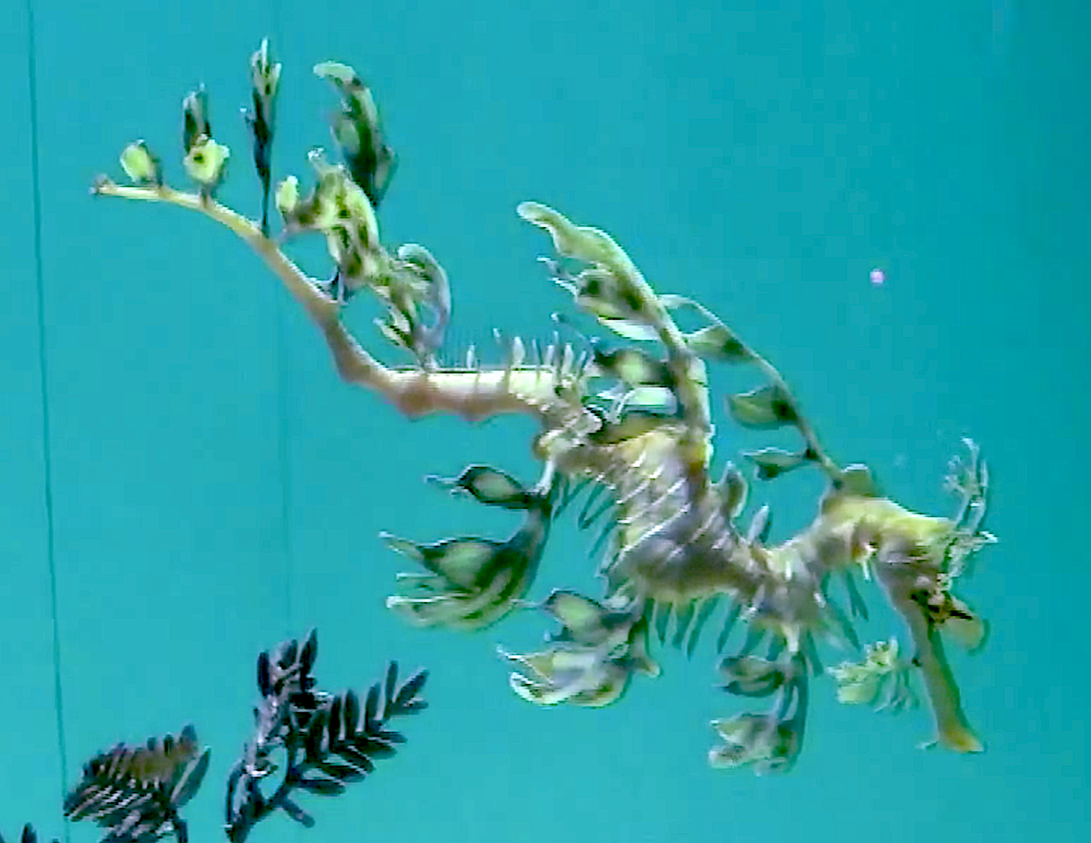 Aquarium Movies Japan Archive 生きている魚図鑑 リーフィーシードラゴン Leafy Sea Dragon Phycodurus Eques Aquarium Movies Japan Archive 生きている魚図鑑 リーフィーシードラゴン Leafy Sea Dragon Phycodurus Eques