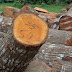 Keuntungan Dan Kerugian Kayu