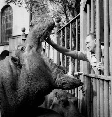 Black and White Photography of Zoo Animals - Classic Zoo Pictures