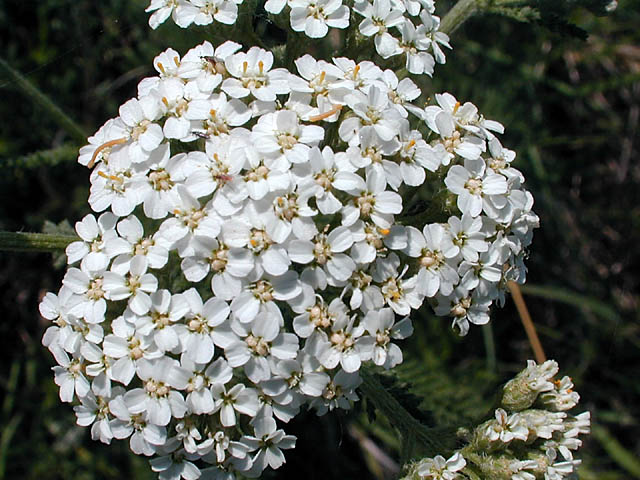 types of flowers making White Yarrow Flower | 640 x 480