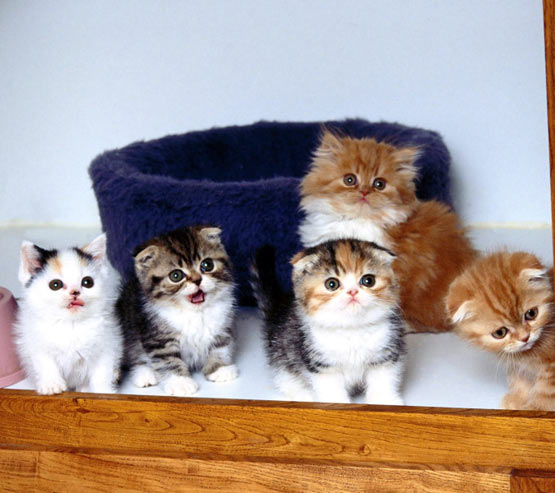 kittens. Cute Pics Of Kittens