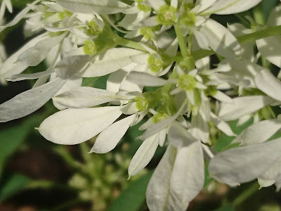 本物の花