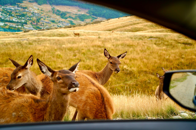 🦌鹿代表權利、地位、金錢、俸祿。