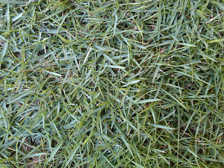 jual rumput bendahara miniatur | rumput golf | rumput jepang | kucay miniatur sebagai pengganti rumput