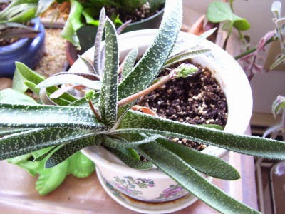 Gasteria maculata buds