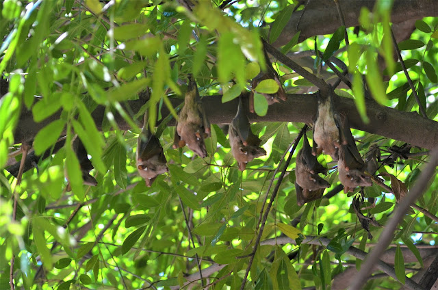 Bats at #Satara Rest Camp @SANParksKNP @SANParks #KrugerNationalPark #SouthAfrica