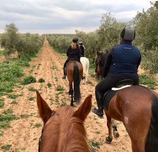 Horsexplore, riitta reissaa, Cortijo Uribe, canter, Andalucia