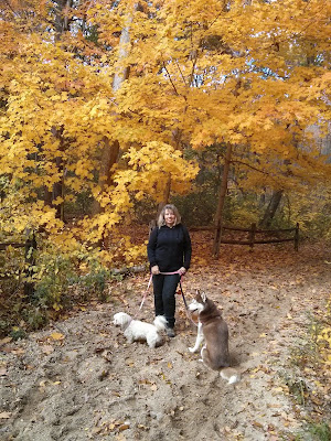 Catching the fire of Fall on a hike with my dogs at West Hills park, Huntington NY