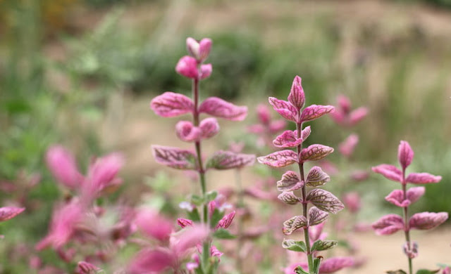 Annual Clary Sage