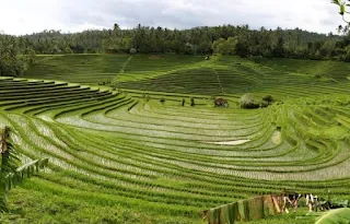 sistem-subak-bali