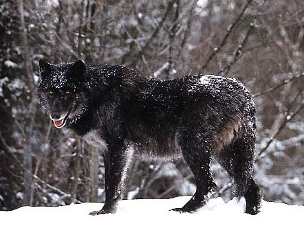 Black Wolf