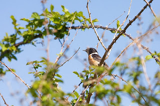 pajarito