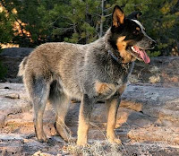 Australian Cattle Dog