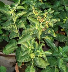 Herbs Treat And Taste What Is Ashwagandha Winter Cherry Indian Withania Somniferum Herbs Treat And Taste What Is Ashwagandha Winter Cherry Indian Withania Somniferum