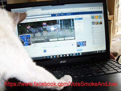 https://www.facebook.com/VoteSmokeAndJoe/