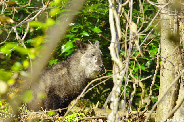 Japanese serow