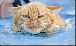 cat-in-pool