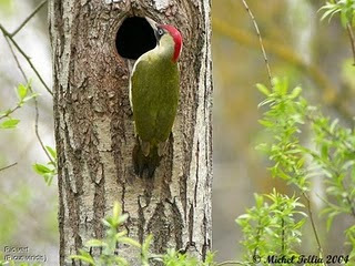 pico real Picus viridis registro fosil