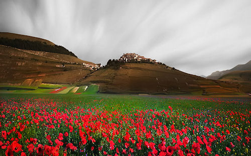 Contrastes en el verano by Edmondo Senatore - Flores - Paisajes - Landscapes