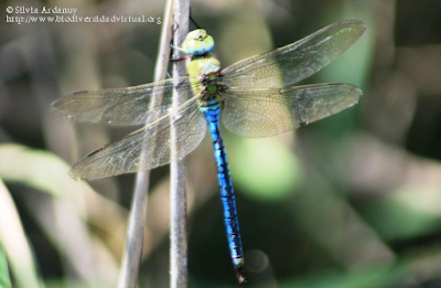 http://www.biodiversidadvirtual.org/insectarium/Anax-imperator-img495293.html