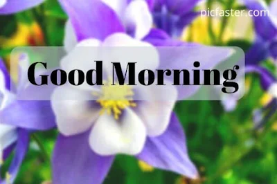 Good Morning Flower Images Free Download