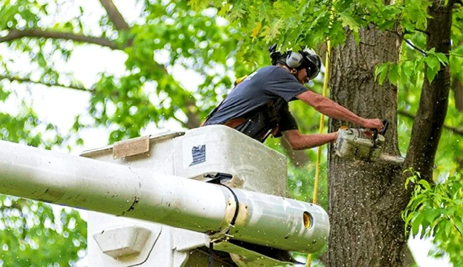 Emergency Tree Removal in NOLA