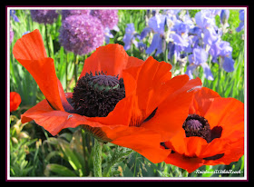 photo of: Contrasting colors: Poppy + Iris photo