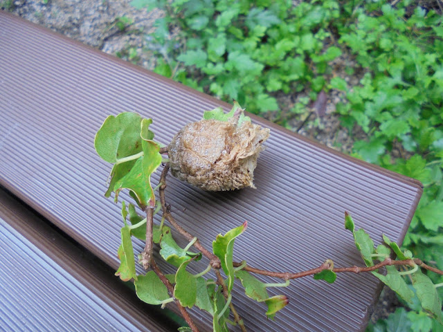 鷹が落とした物はカマキリの卵がつまった卵嚢（らんのう）でした