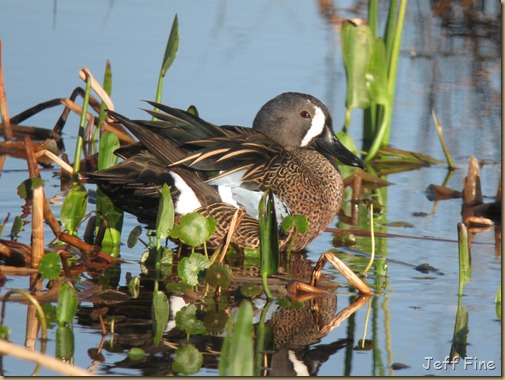 jeffs digiscoped pics_046