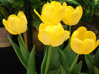 hinh nen hoa tulip