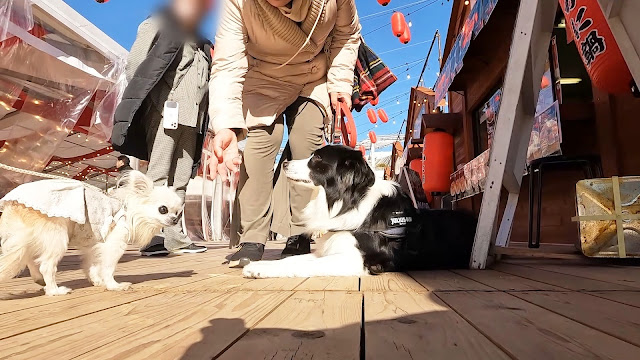 保護犬 ボーダーコリー トーマ 熱熱鍋列島 幕張