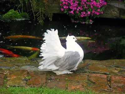 white fantail doves