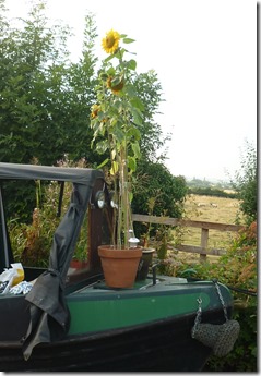 2 sunflowers