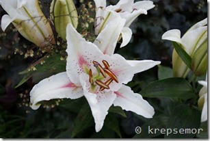Lilium Muscadet