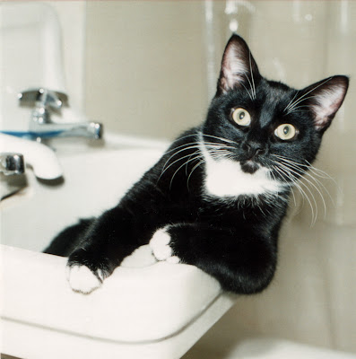 Jack in Sink (the early years) by grebo guru from flickr (CC-ND)