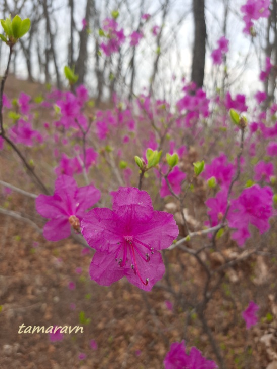 Рододендрон остроконечный (Rhododendron mucronulatum)