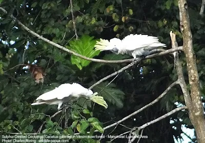 White cockatoo live in lowland and lower montane forest of Manokwari regency in West Papua.