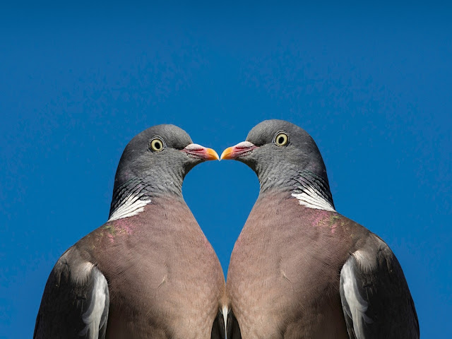 100+ Love Bird Images wallpaper free download HD