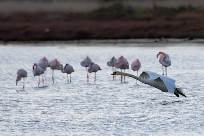 Mute Swan and Flamingos at Oropos Lagoon
