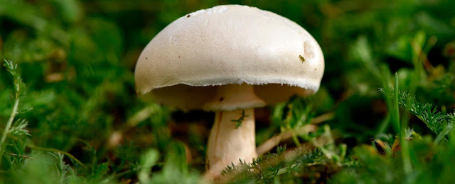 Agaricus bisporus (Button Mushroom)