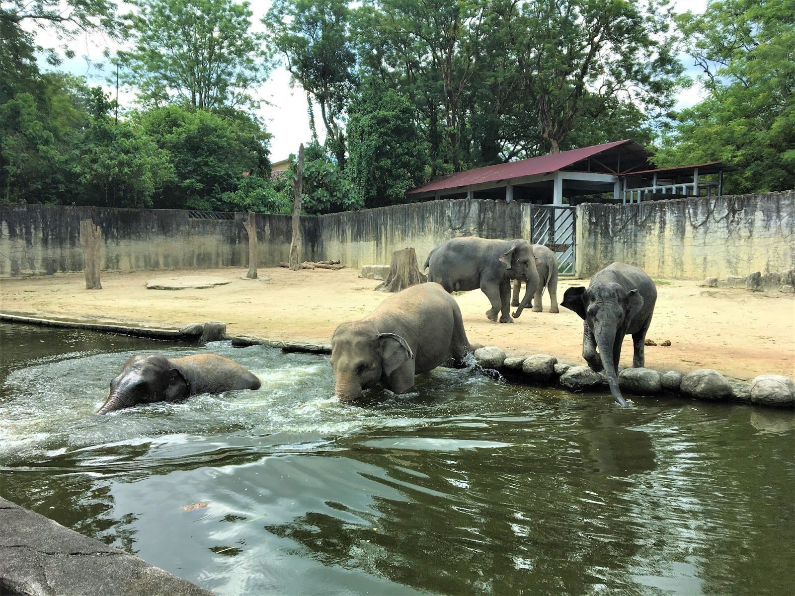 Wajib Pergi Zoo Taiping Tiap Kali Balik Raya Perak