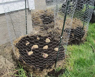 Cultivo de patatas en torres de patatas