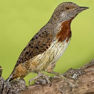 torcuello africano Jynx ruficollis