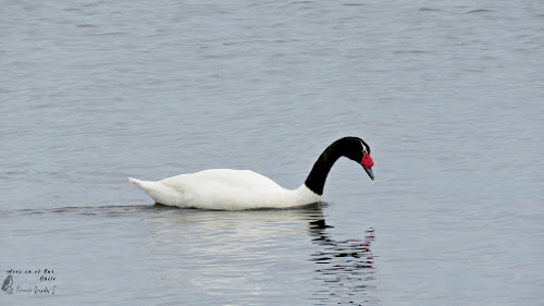 Cisne de cuello negro (Cygnus melancoryphus). Costanera de Puerto Montt.