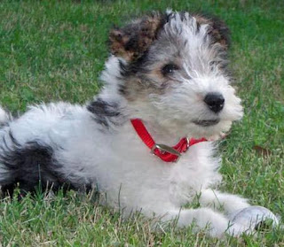 Fox Terrier Puppy Picture