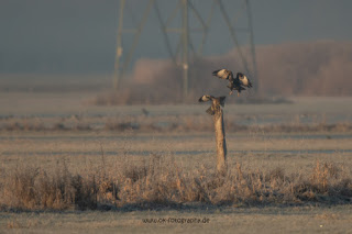 Wildlifefotografie Naturfotografie Lippeaue Olaf Kerber