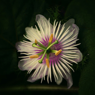 Wild Herbal plant with beautiful flower that grows along roadside of Madurai, Tamil Nadu, India.