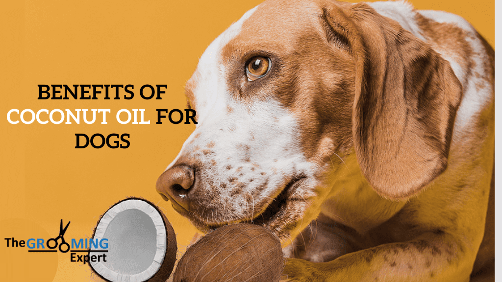 Benefits of coconut oil for dogs