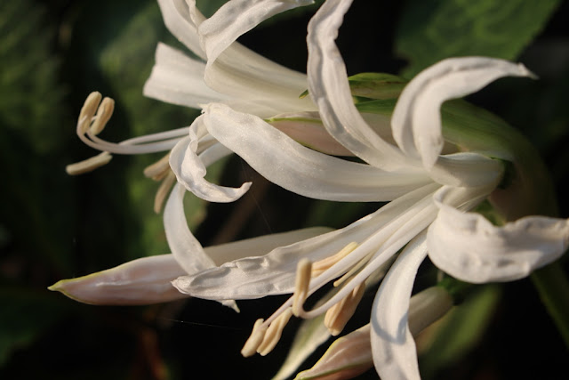 White nerine brightening up my side garden for the first time